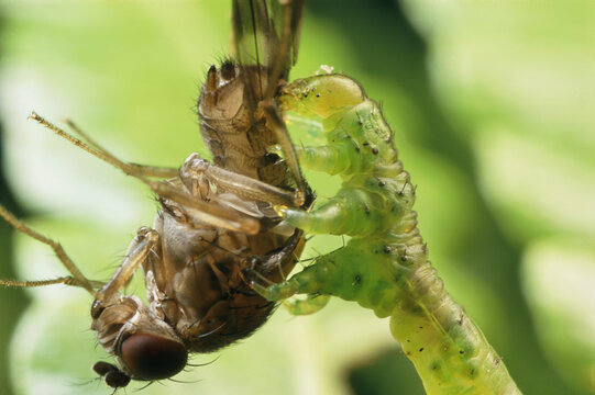 A species of Eupithecia, a carnivorous caterpillar, feeding on a fruitfly.; Maui, Hawaiian Islands.