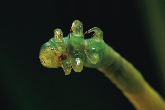 Close view of the six legs of a Eupithecia orichloris caterpillar.; Maui, Hawaiian Islands.