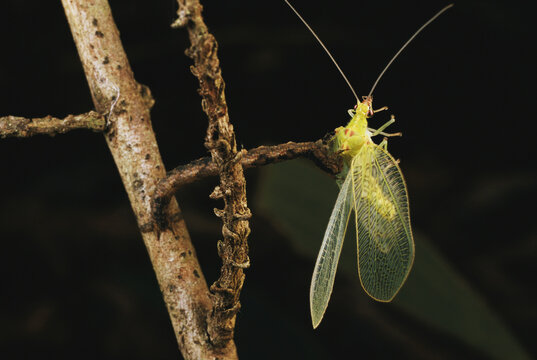 An Eupithecia staurophragma caterpillar nabs a lacewing for a meal.; Maui, Hawaiian Islands.