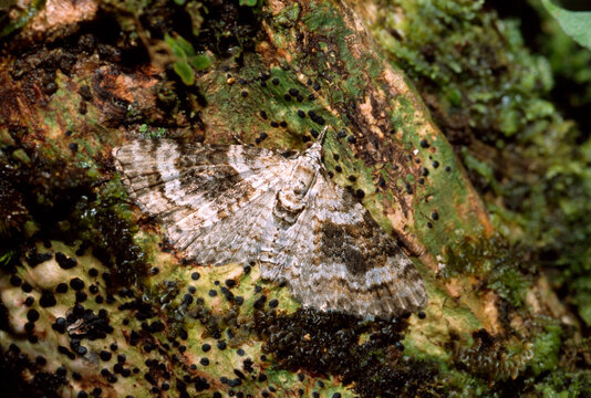 A Eupithecia monticolens on a mossy tree trunk.; Maui, Hawaiian Islands.