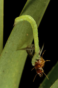 A green grappler moth caterpillar grasps and feeds on a termite.; Maui, Hawaiian Islands.