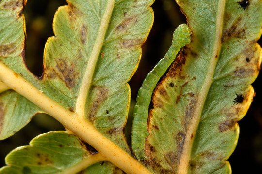 A Eupithecia rhodopyra-like caterpillar waits for prey on a fern.; Mount Ka'ala, Oahu, Hawaiian Islands.