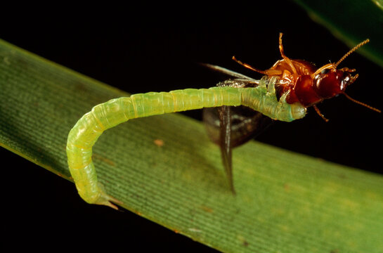 A green grappler moth caterpillar grasps and feeds on a termite.; Maui, Hawaiian Islands.