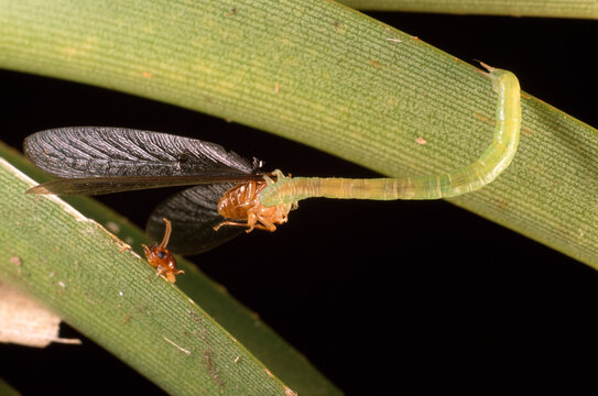 An Eupithecia orichloris moth caterpillar eats a captured termite.; Maui, Hawaiian Islands.