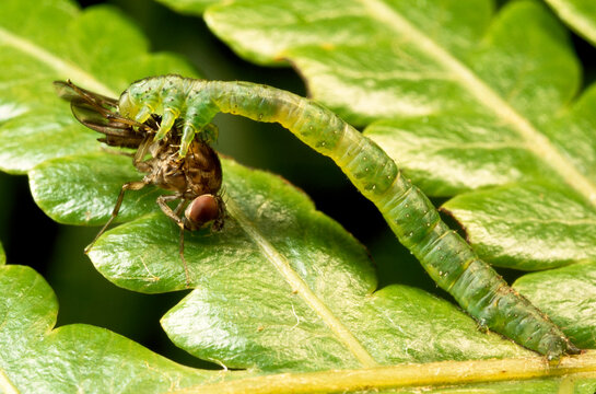 A species of Eupithecia, a carnivorous caterpillar, eating a fruitfly.; Oahu, Hawaiian Islands.