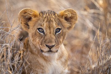 Close-up of lion cub (Panthera leo) in dry grass; Kenya