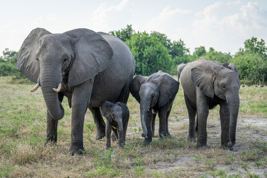 Four African bush elephants (Loxodonta africana) stand in a row in Chobe National Park; Botswana
