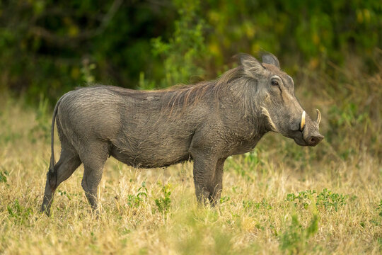 Common warthog (Phacochoerus africanus) stands in profile watching camera in Chobe National Park; Botswana
