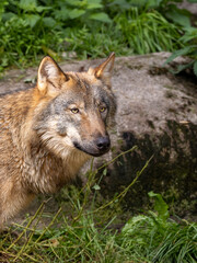 Fototapeta premium wolf in the forest