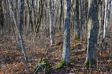 Forest in Yamanakako. Yamanashi Prefecture. Fuji-Hakone-Izu National Park. Honshu. Japan.