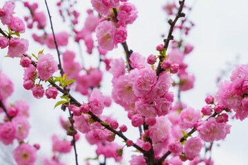 Flowers on a branch of sakura tree with selective focus on a blurred background. Defocused backdrop copy space