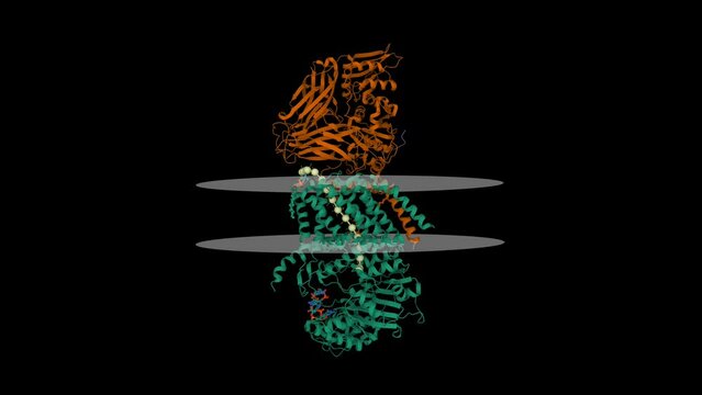 Structure of bacterial cellulose synthase with cyclic-di-GMP bound. Animated 3D cartoon and Gaussian surface models, putative membrane shown, PDB 4p02, black background