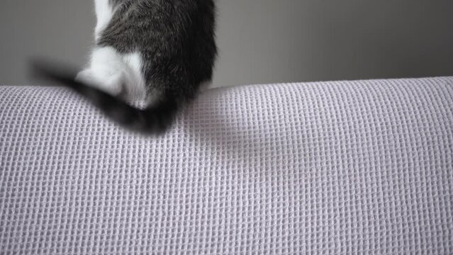 White and gray young cat sitting on the pink sofa and moving its tail from side to side