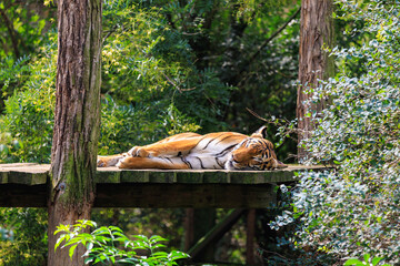 The tiger sleeps basking in the sun. Background with selective focus and copy space