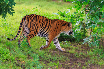 Tiger in the bushes. Background with selective focus and copy space