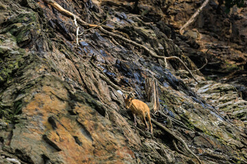 Naklejka na ściany i meble Alpine ibex. Background with selective focus and copy space