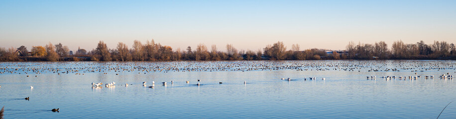 Panoramic view of a large group of waterfowl in a lake at the time of a cold spell in winter
