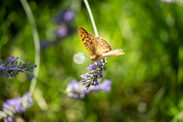 close-up of a butterfly pollinating  
