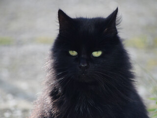Naklejka na ściany i meble Focus on a black cat head with green eyes