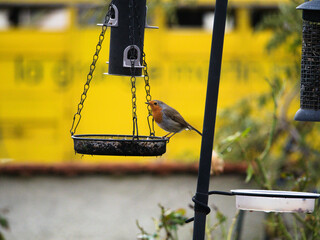 red robin overseering the surroundings on a manger