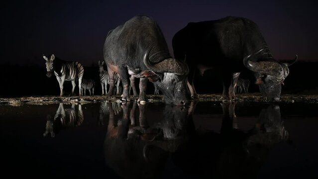 An African buffalo drinking at a water hole with zebras in the background with a beautiful evening sky in South Africa