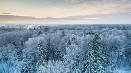 Aerial winter woodland scenery with the fresh snow clad trees and partly foggy and sunset colored sky background