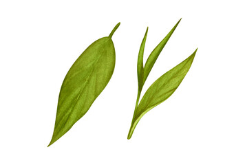 Watercolor realistic cartoon green tea leaves and sprouts. Sprig of green tea, tea leaf hand drawn cartoon illustration isolated on white background. Perfect for design, textiles, menu, poster, advert