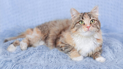 Fototapeta na wymiar Big fat Cat rests on a light violet blanket. Pets. Cute Cat looking at the camera. Beautiful Kitten rests. Happy Cat close-up. Kitten with big green eyes. Pet. Without people. Copy space. Animal