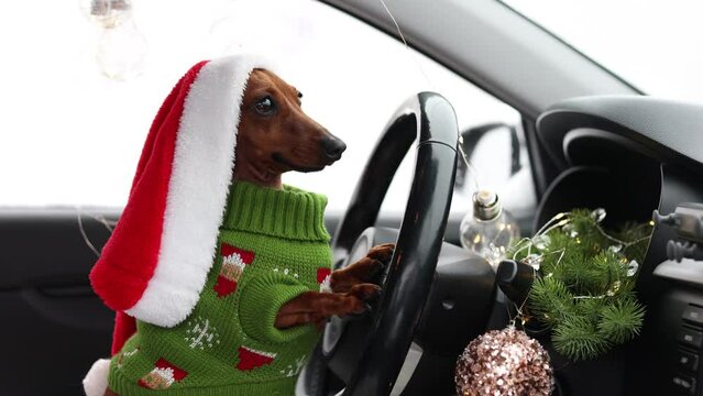 a cute funny dachshund dog in a Santa hat and a green knitted sweater is driving a car for the New Year. The concept of Christmas. dog in the car for the new year