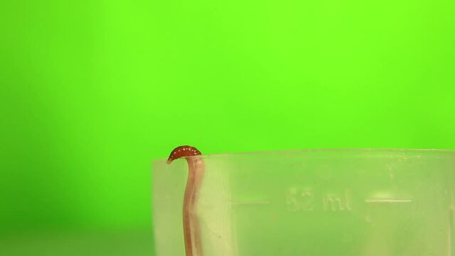 Earthworm emerging from a cup on green background.
Closeup the head of an Earth worm.
Red worm Dendrobaena isolated.
Earthworms live bait for fishing.
insects, insect.
Bugs, bug.
Agriculture, garden