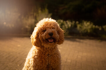 Lovely labradoodle dog in the sun