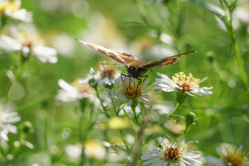 butterfly on a flower