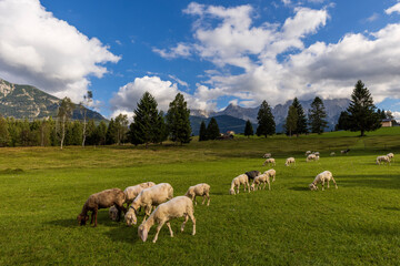 Obraz premium sheep in the mountains