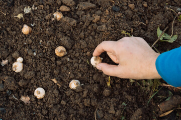 a hand holds a muscari bulb before planting in the ground