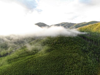 Aerial of low clouds in beautiful green pine tree forest in Montana