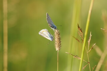 close up of a dragonfly