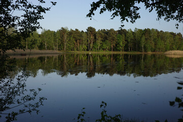 Obraz premium reflection of trees in water