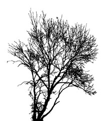 Obraz premium Tree silhouettes. Black branches of a tree. Vector illustration