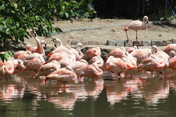 Flamingos no lago