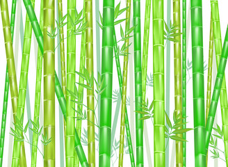 Illustration of bamboo background 
