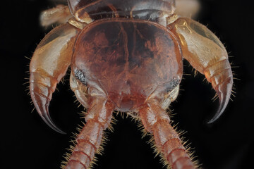 der kopf von einem hundertfüßer mit giftklauen als makroaufnahme, lithobius