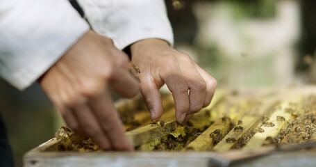 Beekeeper's hands pulling tray of honey bees out of box