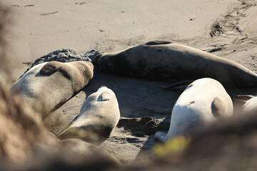 Close shot of elephant seals basking on sand in Big Sur, California