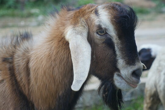 Face of goat in rural farm in Guatemala