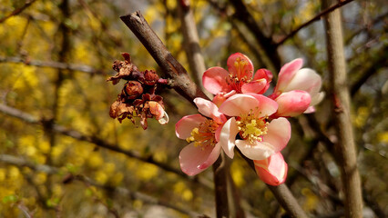 sehr schönes Foto einer wahrscheinlich  Mandelblüte im Frühling