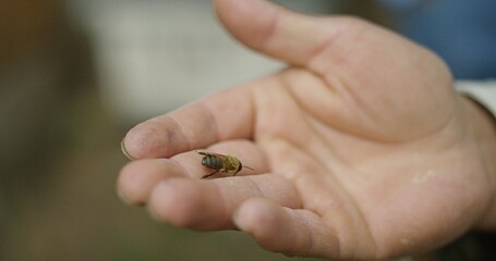 Male beekeeper's hand holding honey bee on fingers