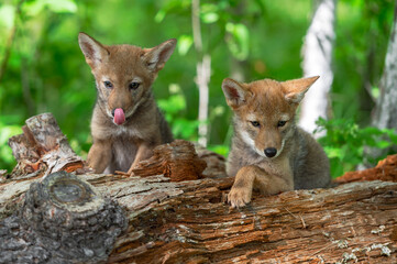 Coyote Pup (Canis latrans) Siblings Sit Together One on Left Licking Nose Summer