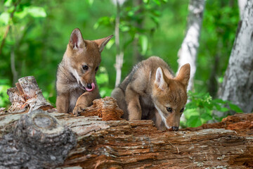 Coyote Pup (Canis latrans) Sniffs at Log Sibling Licks Face Summer