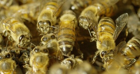 Pile of honey bees crawling on tray of bees wax