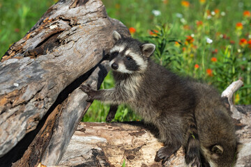 Raccoon (Procyon lotor) Looks Out Paw Up on Log Summer
